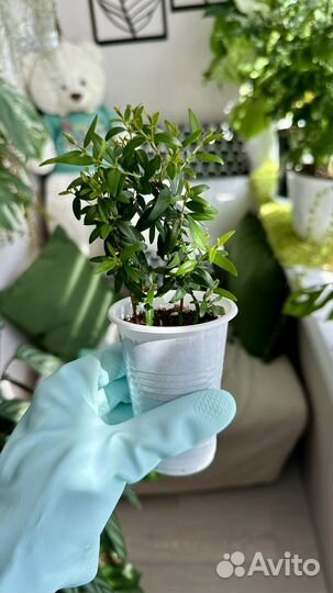 Мирт (комнатные цветы)