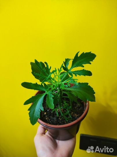 Комнатные растения цветы