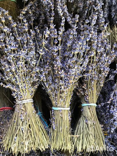 Лаванда сухоцвет