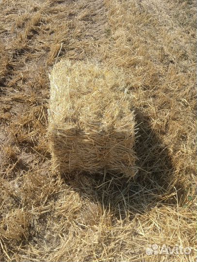 Солома ячменная в тюках