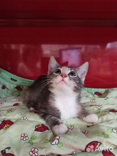 Трехцветное счастье ждет вас нежнее нежного