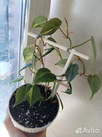 Филодендрон сканденс бразил