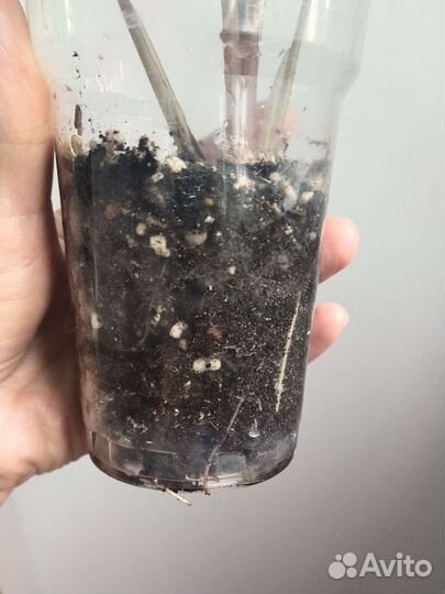 Калатея медальон