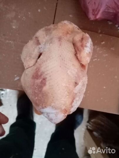 Мясо цыплята бройлер