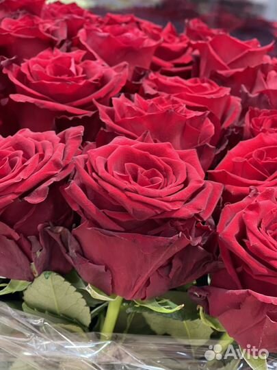 Цветы розы с доставкой 25 51 101 501 1001