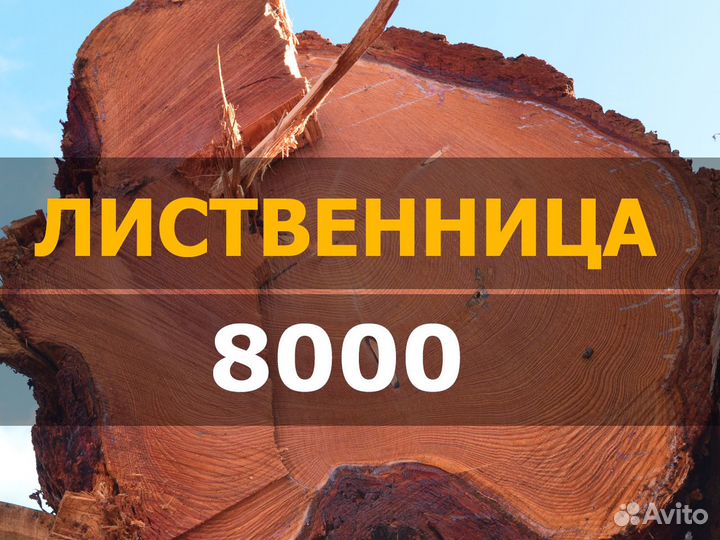 Кругляк / сосна / лиственница / комля / строевой