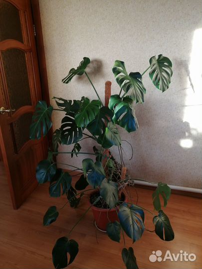 Продам комнатные растения