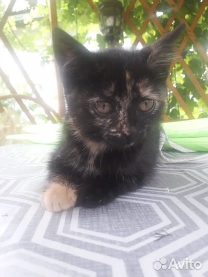 Котенок Лапочка, пост Шанс