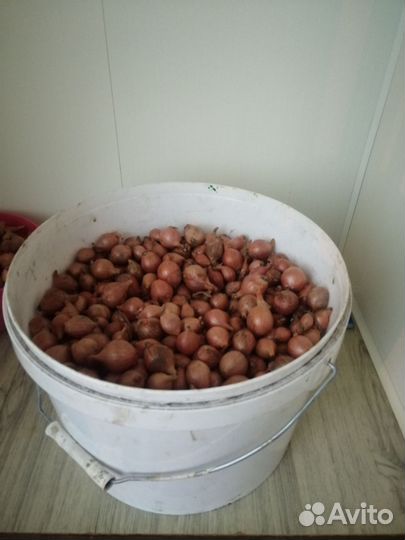 Лук шалот семейный