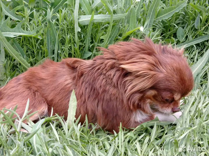 Отдам чихуахуа