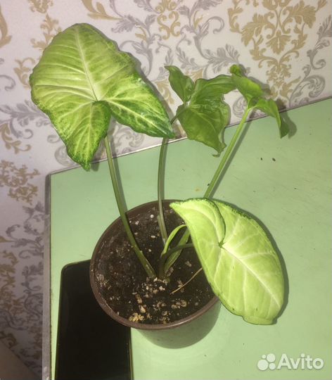 Сингониум белая бабочка