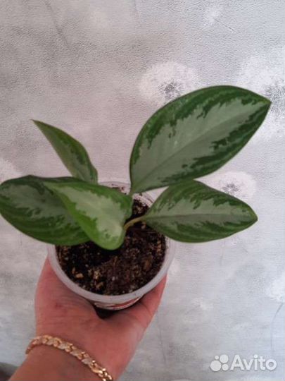 Аглаонема Силвер бей