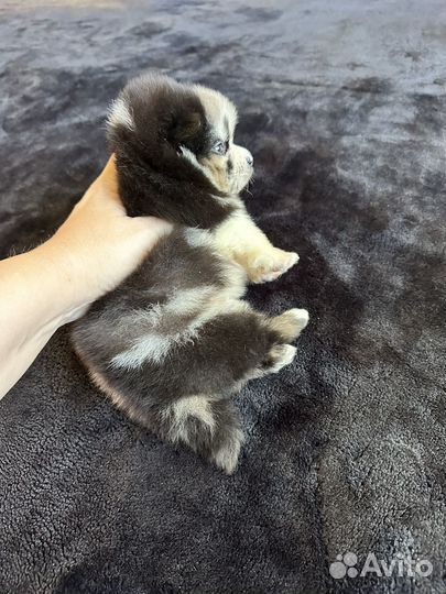 Мультиколор голубые глаза щенки шпица