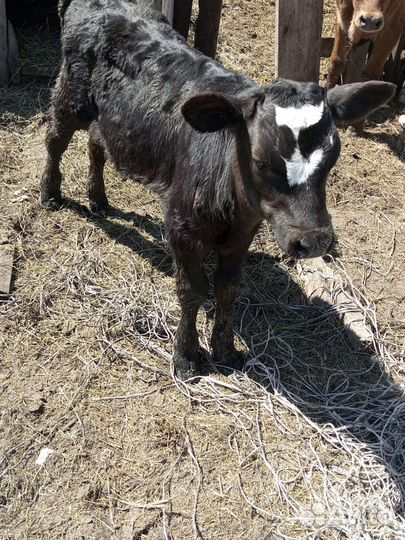 Бычок и телочки