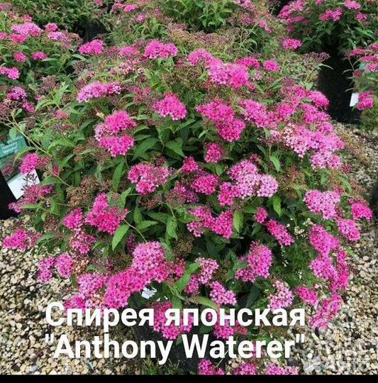 Декоративные кустарники