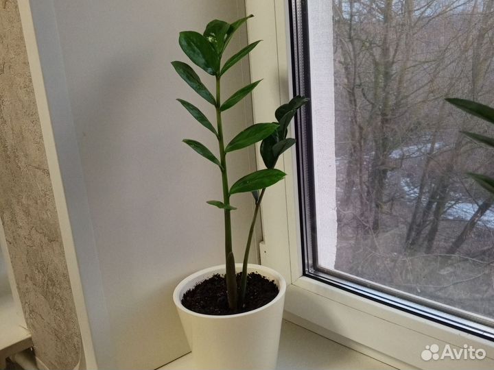 Замиокулькас