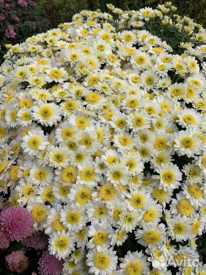 Хризантемы мультифлора