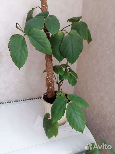 Тетрастигма вуанье