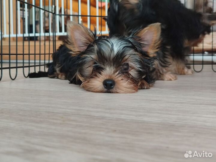 Йоркширский терьер