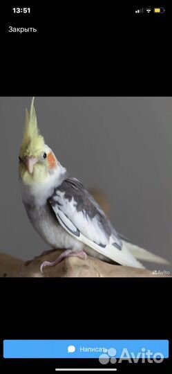 Попугай корелла с клеткой ручной