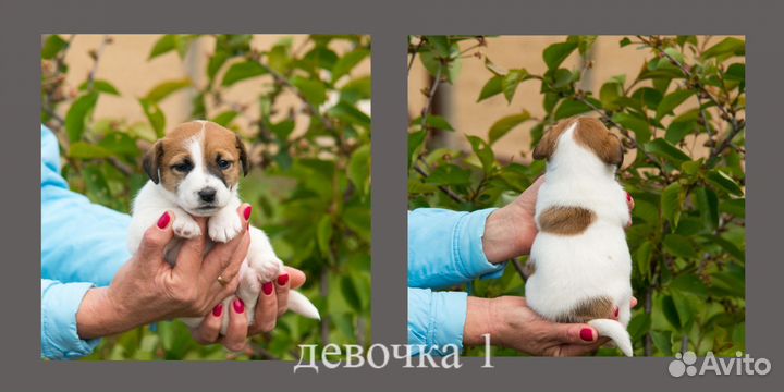 Щенки джек Рассел терьер