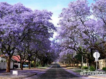 Саженцы павловнии