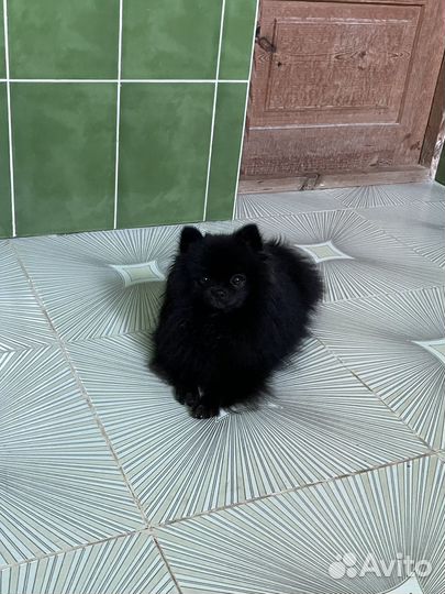 Шпиц померанский мини сука ищет мужа