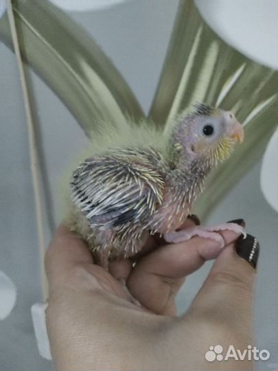 Кореллы птенцы 45 дней