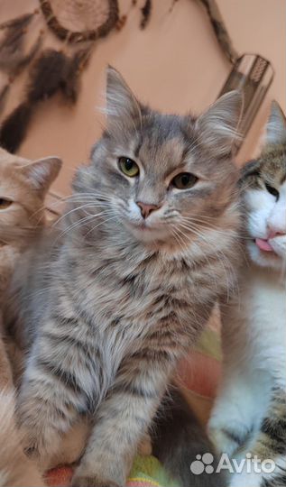 Кошечка, возраст около года, в добрые руки