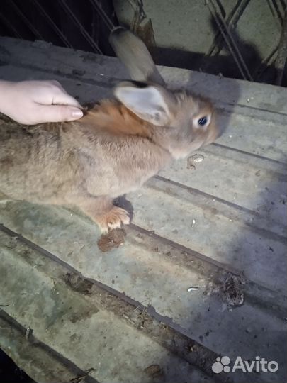 Продажа кроликов