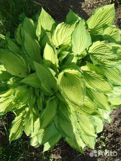 Хоста растение