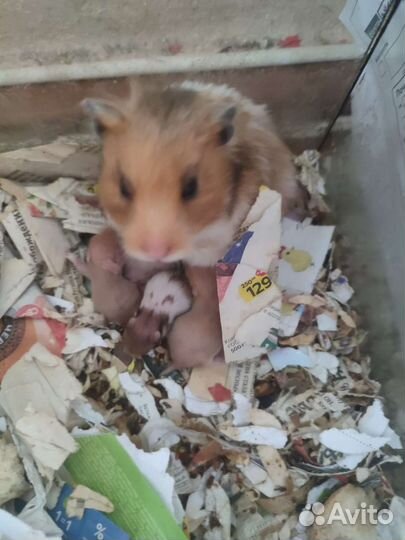 Сирийский хомяк