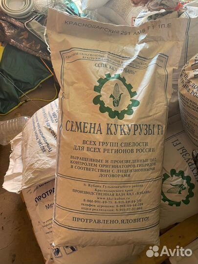 Кукуруза посевная