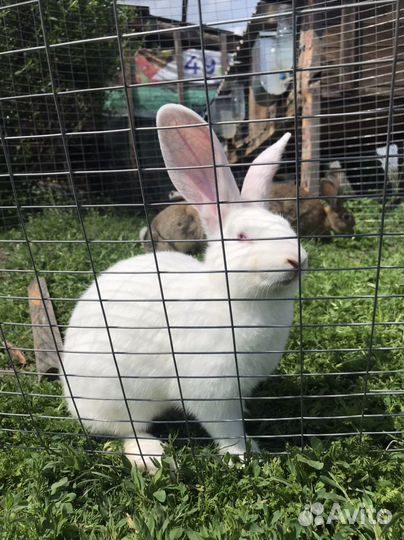 Кролики мясной породы