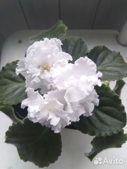 Сортовые фиалки