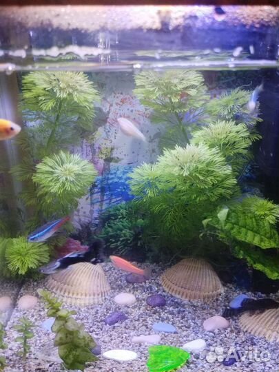 Водоросли для аквариума