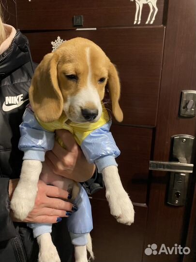 Одежда для маленьких собак