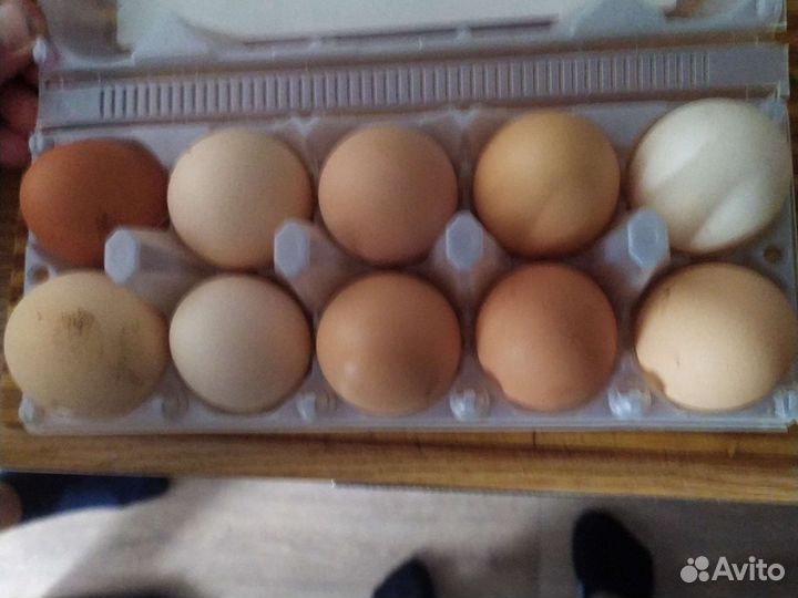 Яйца куринные домашние