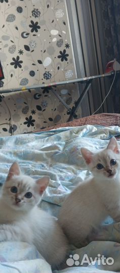 Котята в добрые руки приучены к лотку