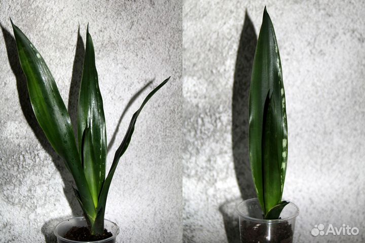 Сансевиерии сортовые