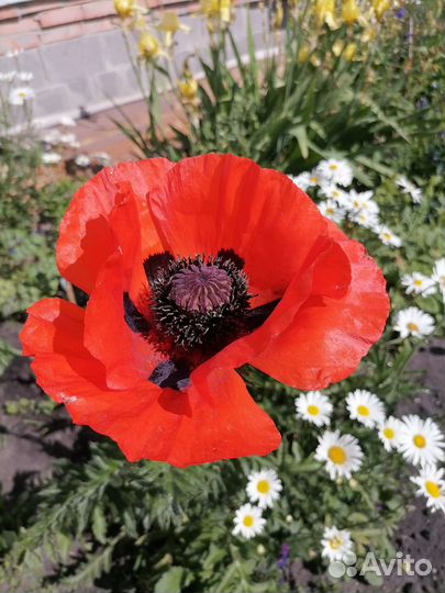 Саженцы садовых цветов