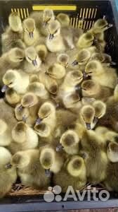 Гуси суточные