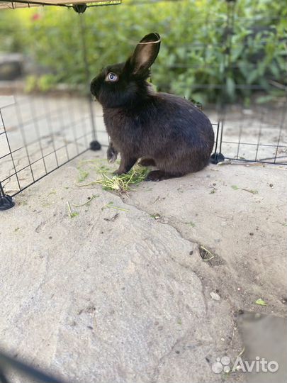 Декоративные кролики