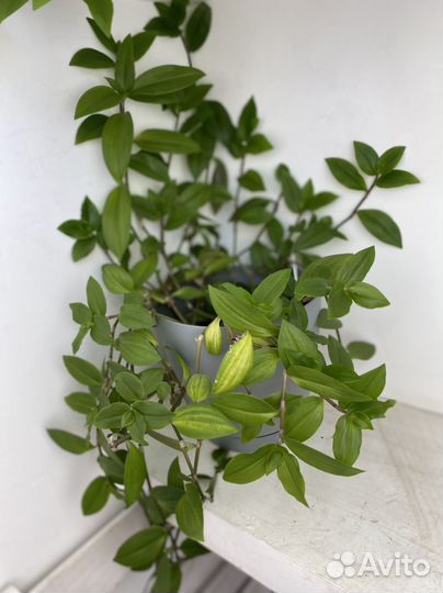 Традесканция