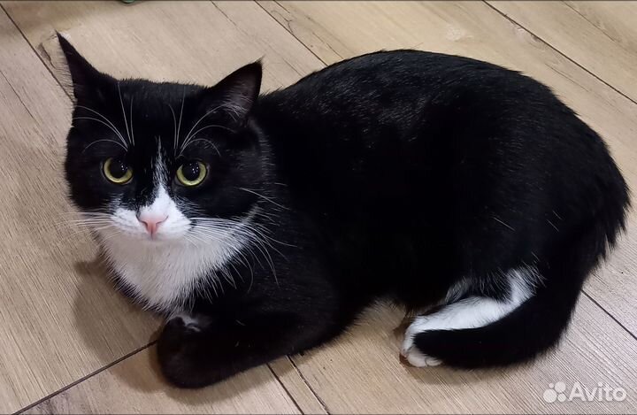 Отдам бесплатно