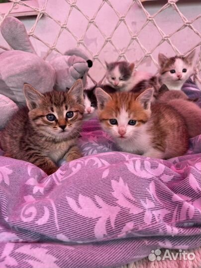 Милые котята