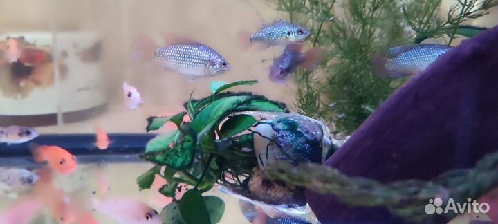 Аквариумные рыбки
