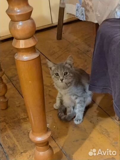 Котята в добрые руки бесплатно