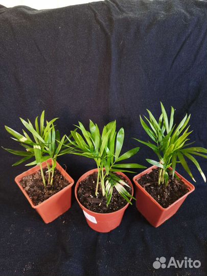 Хамедорея вариегата, Арека