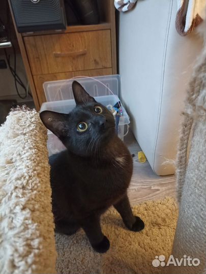 Молодой котик